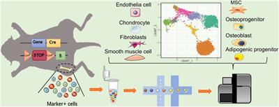 Recent Advances in Single-Cell View of Mesenchymal Stem Cell in Osteogenesis